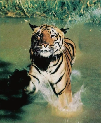 A cover of "Tiger" cluster. The owner is sursiq. The cluster consists of 25 elements.