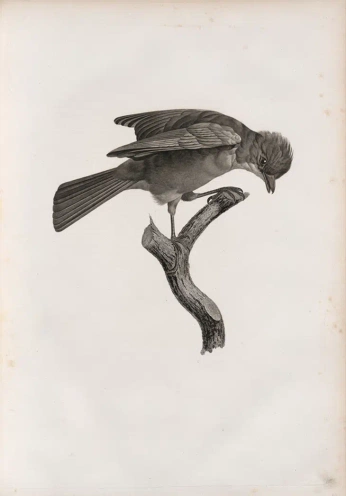 A cover of "poster" cluster. The owner is musmat. The cluster consists of 3 elements.