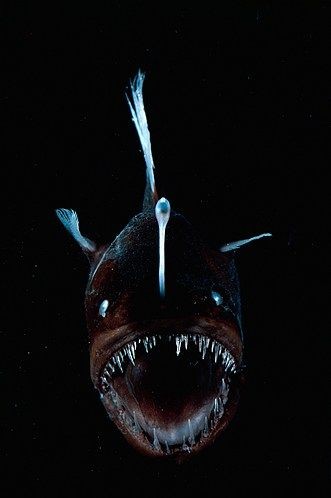 Anglerfish