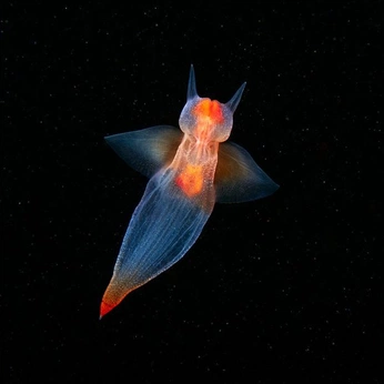 A cover of "Interlectic" cluster. The owner is arihibiscus. The cluster consists of 195 elements.