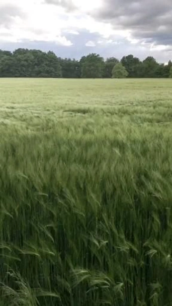 A cover of "Sinfonia do Caos" cluster. The owner is brudemoro. The cluster consists of 2 elements.