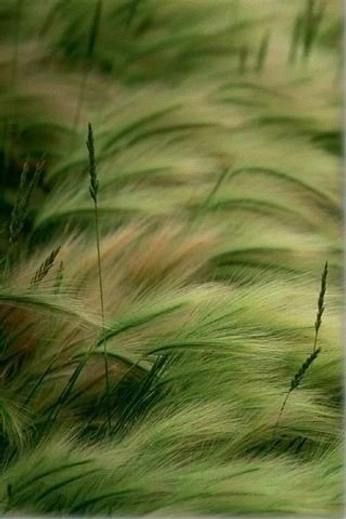 A cover of "Biofilium" cluster. The owner is bafri. The cluster consists of 61 elements.