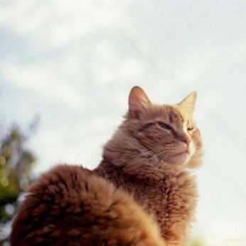 A cover of "animals" cluster. The owner is hk255. The cluster consists of 20 elements.