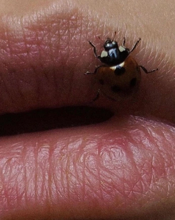 A cover of "insects" cluster. The owner is snailmonster. The cluster consists of 7 elements.