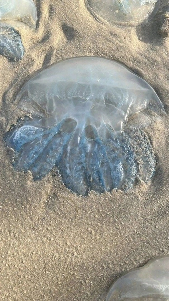 A cover of "Furilcust Evolute" cluster. The owner is broodmothu. The cluster consists of 12 elements.