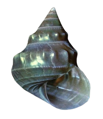 A cover of "24 NIGHTS OF MAGIC" cluster. The owner is ninachin. The cluster consists of 11 elements.