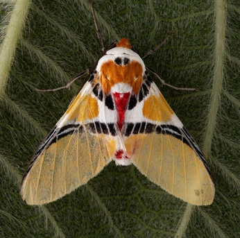 A cover of "Insects" cluster. The owner is annie. The cluster consists of 7 elements.