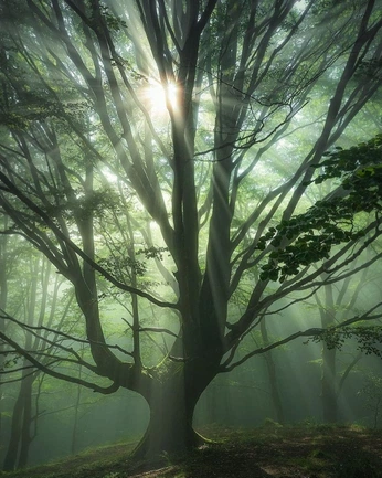 A cover of "Primavera" cluster. The owner is damasiab. The cluster consists of 22 elements.