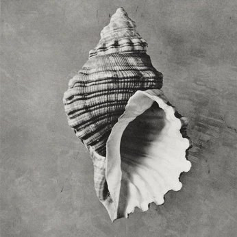 A cover of "⭑" cluster. The owner is lucfidelis. The cluster consists of 33 elements.