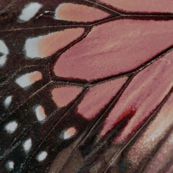 A cover of "Papillons" cluster. The owner is anjhesmar. The cluster consists of 91 elements.