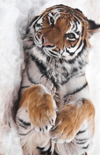 A cover of "Ther" cluster. The owner is gayz11410. The cluster consists of 292 elements.