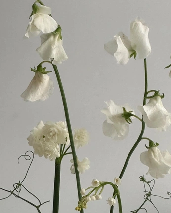 A cover of "Odea Studio" cluster. The owner is miriamgcdz. The cluster consists of 23 elements.