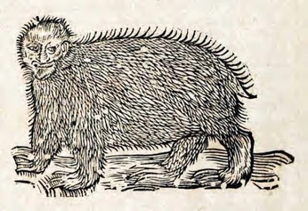 A cover of "creatures" cluster. The owner is gizmolily3. The cluster consists of 10 elements.