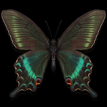 A cover of "Butterflies" cluster. The owner is daanny. The cluster consists of 2 elements.