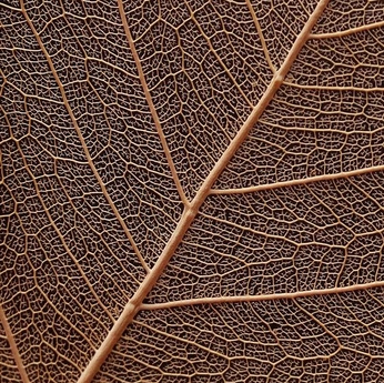 A cover of "a" cluster. The owner is shane.dies. The cluster consists of 6 elements.