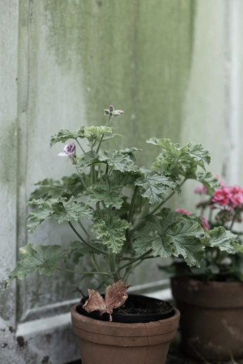 A cover of "my own work" cluster. The owner is sylviahouben. The cluster consists of 88 elements.