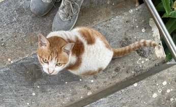 A cover of "cats" cluster. The owner is amri16. The cluster consists of 3 elements.