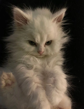 A cover of "cat" cluster. The owner is haoi.tu. The cluster consists of 1 element.