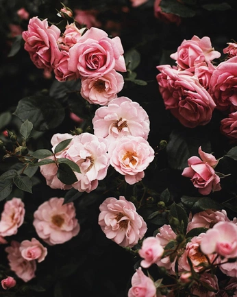 A cover of "Floral beauty" cluster. The owner is laeleth. The cluster consists of 15 elements.