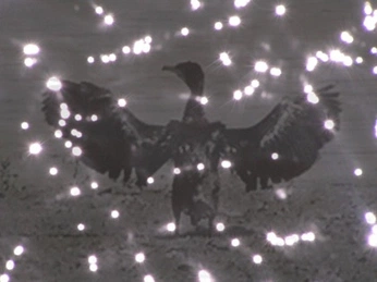 A cover of "Bird" cluster. The owner is lauraalisa. The cluster consists of 30 elements.