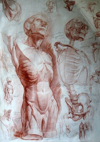 A cover of "anatomy ref" cluster. The owner is caspergeist. The cluster consists of 53 elements.