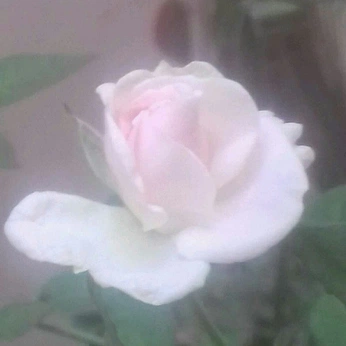 A cover of "春の風が" cluster. The owner is wishwashome. The cluster consists of 17 elements.