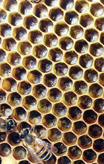 A cover of "Honeycomb" cluster. The owner is ianliu. The cluster consists of 1 element.