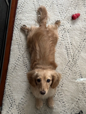 A cover of "ANIMALS🔥🔥🔥" cluster. The owner is r3dm00n. The cluster consists of 60 elements.