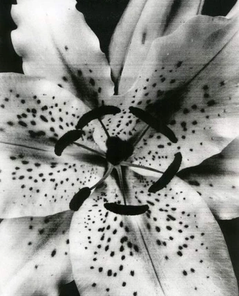 A cover of "tattoos" cluster. The owner is vbrewerritter. The cluster consists of 2 elements.