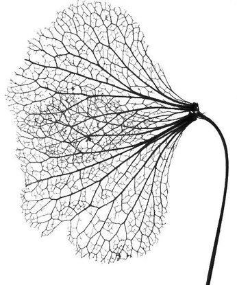 A cover of "ATW - leaf" cluster. The owner is rupesh. The cluster consists of 7 elements.