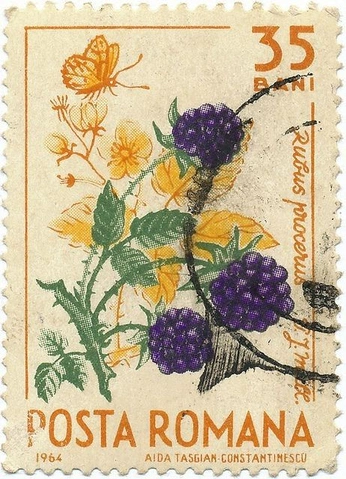 A cover of "spotify covers" cluster. The owner is pieuuiii. The cluster consists of 40 elements.