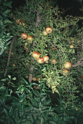 A cover of "my pin" cluster. The owner is zwodder. The cluster consists of 11 elements.