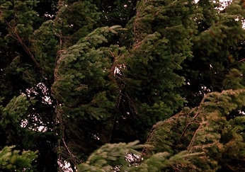 A cover of "୨♱୧ pnw gothic" cluster. The owner is ghoulfriend. The cluster consists of 20 elements.