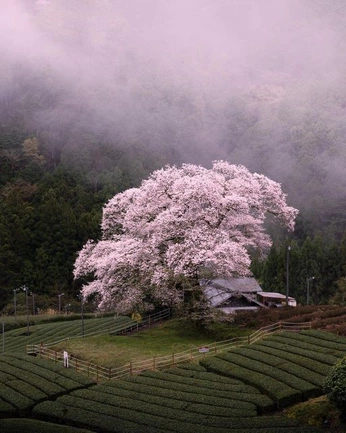 A cover of "clarity" cluster. The owner is marijato. The cluster consists of 40 elements.