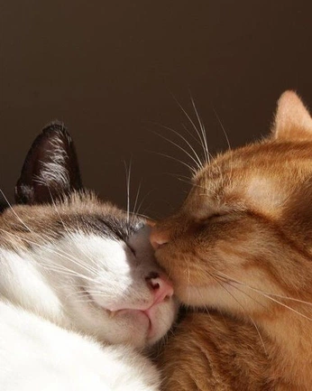 A cover of "Cats" cluster. The owner is lovegeum. The cluster consists of 32 elements.