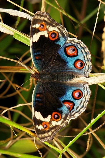 A cover of "Animals i love" cluster. The owner is ilovesaidey. The cluster consists of 23 elements.