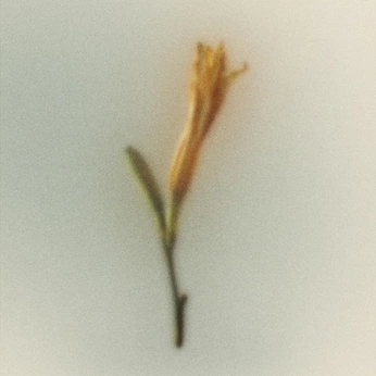 A cover of "Superbloom" cluster. The owner is gabigail117. The cluster consists of 20 elements.