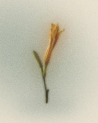 A cover of "flora" cluster. The owner is pinkmango. The cluster consists of 7 elements.