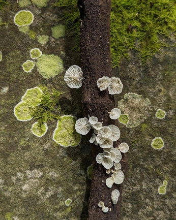 A cover of "nature" cluster. The owner is jazfrankenstein. The cluster consists of 17 elements.