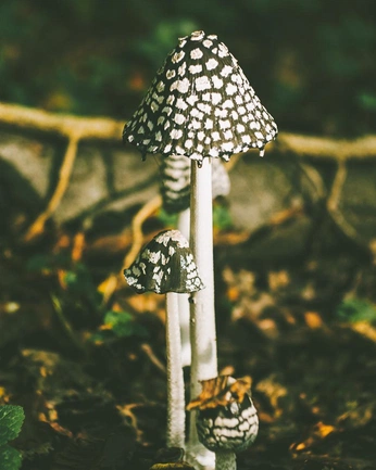 A cover of "Plants" cluster. The owner is ikad27. The cluster consists of 4 elements.