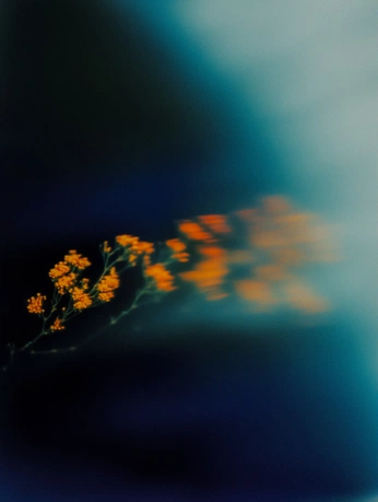 A cover of "Portfolio" cluster. The owner is studiohigan. The cluster consists of 25 elements.