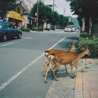 A cover of "Live" cluster. The owner is justt.jutahhhh. The cluster consists of 32 elements.