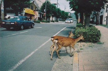 A cover of "jpn" cluster. The owner is prous. The cluster consists of 31 elements.