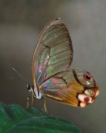 A cover of "🦚" cluster. The owner is emmadvd. The cluster consists of 22 elements.