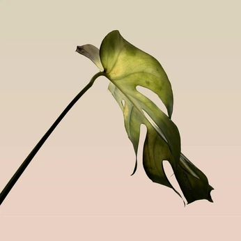 A cover of "green" cluster. The owner is leonit. The cluster consists of 75 elements.