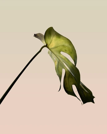 A cover of "photography" cluster. The owner is rodrigo.rosales. The cluster consists of 70 elements.