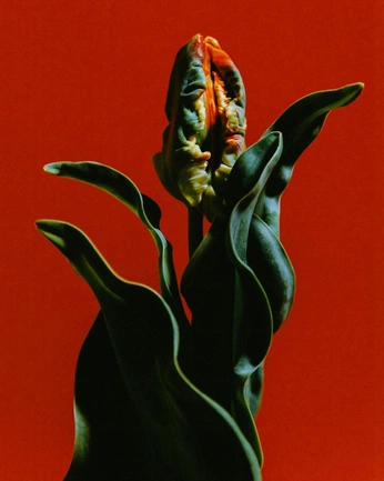 A cover of "Photo" cluster. The owner is clauu. The cluster consists of 32 elements.