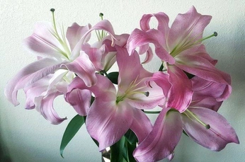 A cover of "🌸" cluster. The owner is mimiblonded. The cluster consists of 2 elements.