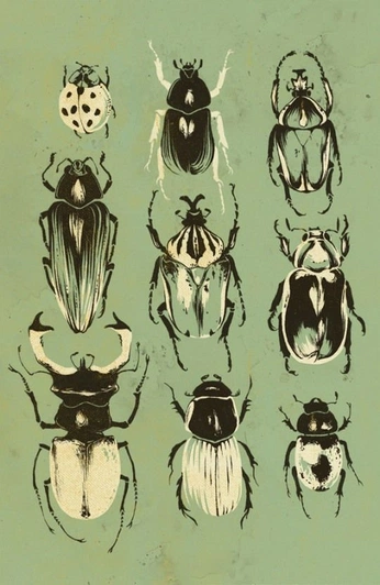 A cover of "entomological museum" cluster. The owner is cohenrx. The cluster consists of 19 elements.
