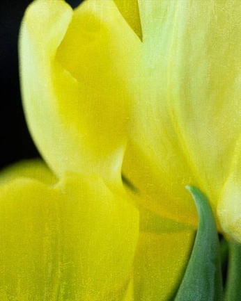 A cover of "estamp" cluster. The owner is jeess. The cluster consists of 1 element.